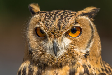 Close-up of  Savigny's Eagle Owl