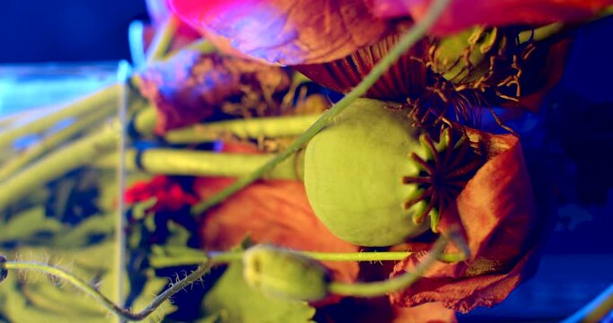  Soft focus. Attracting attention with contrast veils. Artistic setting of poppy flowers blue background. Visually pleasing image. Red flower, green stem, ripe fruit.