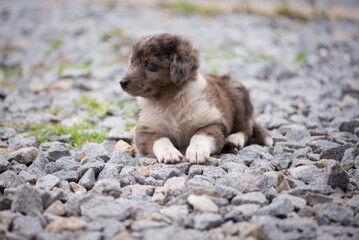 Perros en su ámbito natural, cachorros