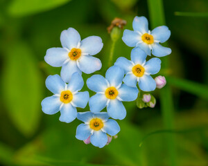 Forget Me Not