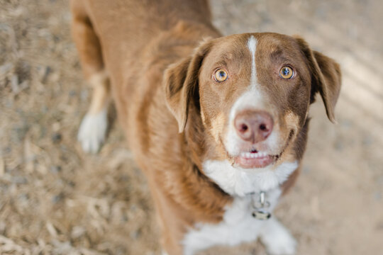 kelpie cross border collie 