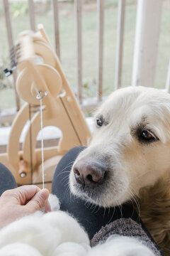 Handspinning yarn with a golden retriever looking on