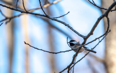 Black Capped Chickadee