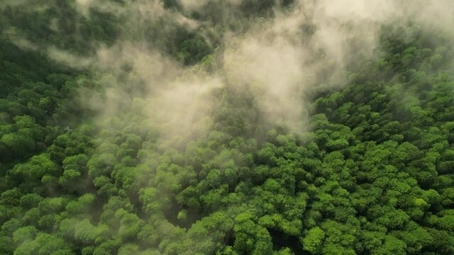 Flying through the clouds of evening fog in the Carpathian Mountains.Footage from a bird's eye view. 
Bucegi Natural Park,Romania.