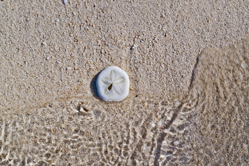 close up view of seashells on the beach with white sand in the background
