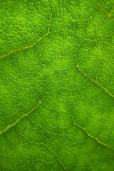 Abstract green leaf texture for background. Texture background of backlight fresh green Leaf. Nature of green leaf