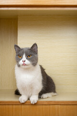 a british shorthair cat in a closet at vertical composition