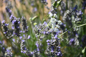 Leaning Perfection in White and Violet
