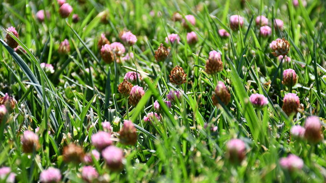 Pink Flower Babies and Grass Blades