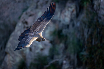 Condor Andino, vultur gryphus - 620740144