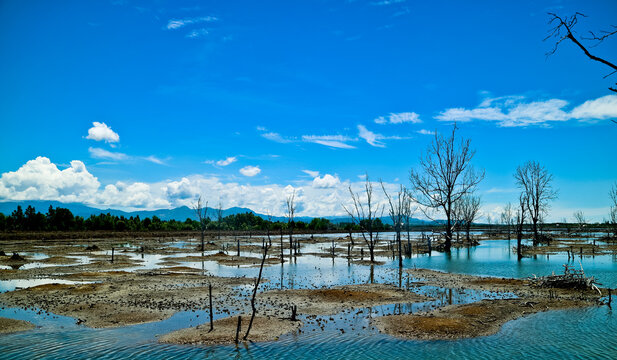 view of dead mangrove trees due to illegal logging against a blue sky as a background