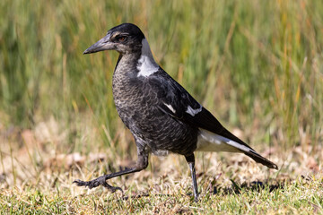 Australian Magpie hunting for food in the grass