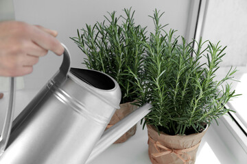 Woman watering aromatic green rosemary at windowsill, closeup