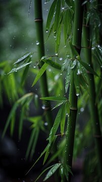 Green bamboo trees with leaves in bamboo grove in rain