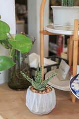 Indoor succulent plant on wood shelf against counter of coffee shop. Cactus planted in ceramic pot. Minimal floral