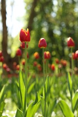 Fototapeta premium Beautiful bright tulips growing outdoors on sunny day
