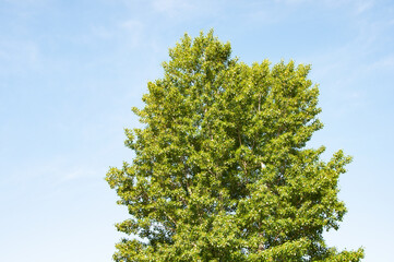 Fototapeta premium Top of tall tree