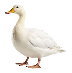 White Pekin Duck Isolated on Transparent Background - Generative AI
