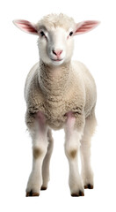 Fototapeta premium Lamb Front View Isolated on Transparent Background - Generative AI 