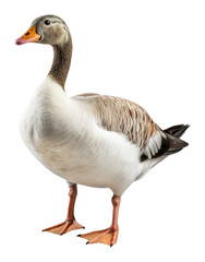 Obraz premium Goose Isolated on Transparent Background - Generative AI 