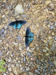 Blue Butterfly