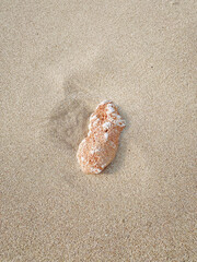 seashell or conch or stone beach at the coastline with white sand in summer