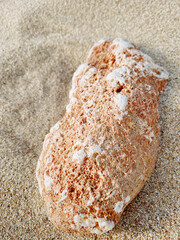 seashell or conch or stone beach at the coastline with white sand in summer
