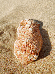 seashell or conch or stone beach at the coastline with white sand in summer
