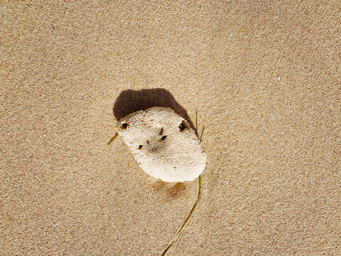 seashell or conch or stone beach at the coastline with white sand in summer