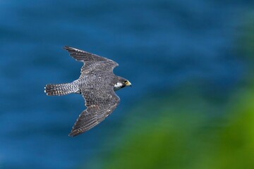 日本海をバックに悠然と飛ぶハヤブサ成鳥