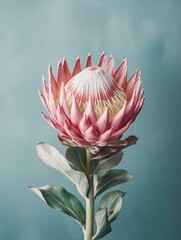 Pink protea flower copy space background. AI Generated - obrazy, fototapety, plakaty