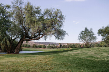 Campo de golf con árbol y lago 