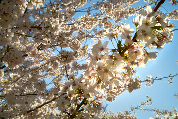 Cherry Blossoms in Full Bloom and Sunburst. Pink Cherry blossoms with a blue sky and soft background.

