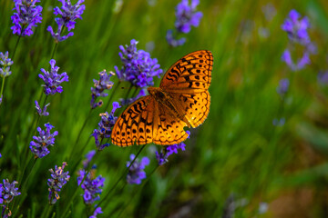 Obraz premium Butterfly in the lavender field