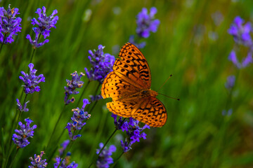 Butterfly in the lavender field