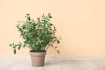Pot with houseplant on floor near beige wall