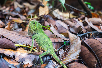 Borneo forest dragon or Borneo anglehead lizard, endemic reptilian species to Borneo. 