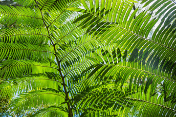 close up of fern leaf background. green leaf abstract background in rainforest jungle