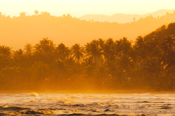 Summer beach golden hour sunset tree palms landscape from puerto rico