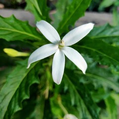 STAR OF BETHLEHEM  FLOWER 