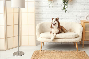 Cute Husky dog lying on sofa in living room - obrazy, fototapety, plakaty