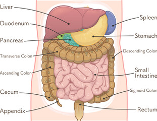 liver,stomach,colon,spleen,pancreas,small intestine,illustration - obrazy, fototapety, plakaty