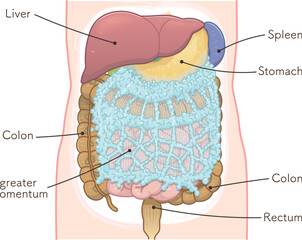 liver,stomach,colon,greater omentum,illustration - obrazy, fototapety, plakaty