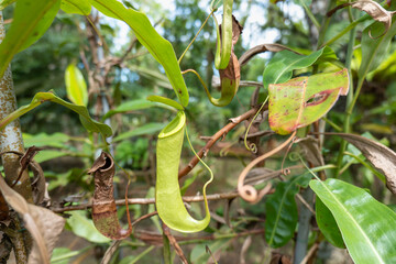 Pitcher plants in the Borneo rainforest jungle climate - obrazy, fototapety, plakaty