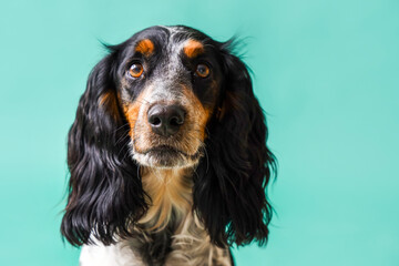 Cute cocker spaniel on green background, closeup