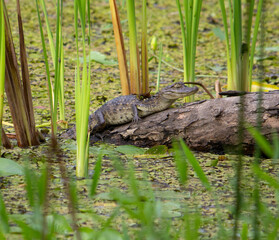 Caiman 