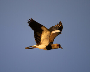 Southern Lapwing