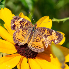 Pearl Crescent Butterfly and Black-Eyed Susan in Gidley Woods, Dartmouth, Massachusetts