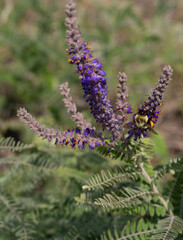 Bumblebee Gathering Pollen on a Lead Plant in Minnesota