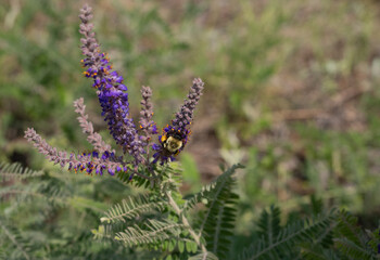 Bumblebee with Full Pollen Baskets Gathering Pollen on a Lead Plant in Minnesota